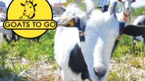 close of picture of black and white goat with horns and the Goats To Go logo
